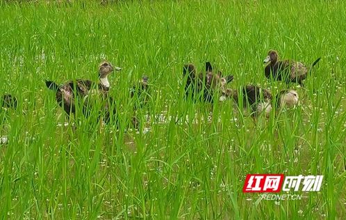 扶贫一线丨湖南多地推广立体农业 谋划产业永久脱贫